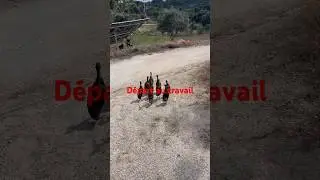 La danse des canards