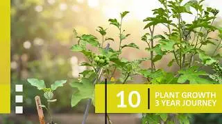 Sundakkai plant 2023 vs 2020