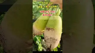 김장무 심고 무를 크게 키우려면 지금 이것 두가지만 해주면됩니다 #무키우기