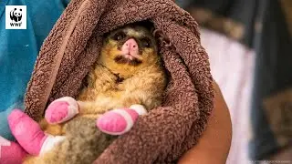 Minty The Possum Survived The Bushfires | WWF-Australia