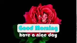 blooming flowers video good morning message whatsapp