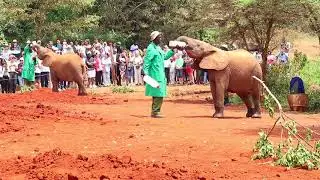 Baby elephant growl