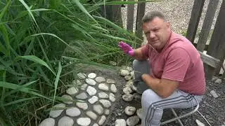 Декорирую берега пруда морской галькой,и как растут мои осетрята