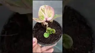 Caladium #tanamanhias