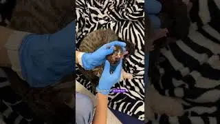 Кошка принесла котят