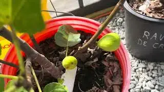 Late season figs