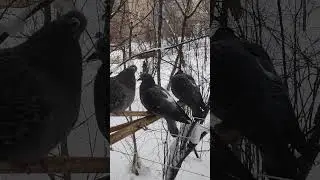Три голубка с утра