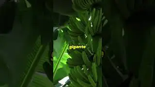 Banano01 #shorts #platanos