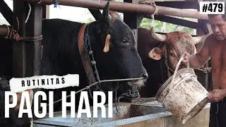 MORNING COW PEN AT PODORUKUN FARM