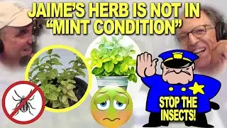 Jaime's Herb is not in "Mint Condition" | Hotline Q&A | Mint Problems