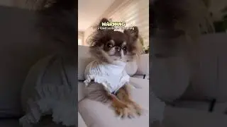 Scolding my Dog for Screaming Too Loud 😳🔊 (CHIHUAHUA DRAMA‼️)