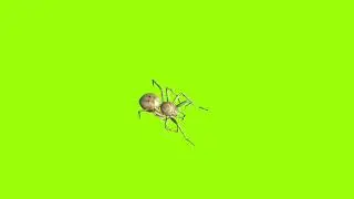 Laying hit spider green screen 360 degree angel।cartoon green screen। spider green screen। gs