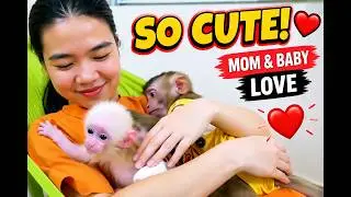 Cute Baby Monkey Hugging Mom 🐒❤️ Sweet Family Moment Will Melt Your Heart!