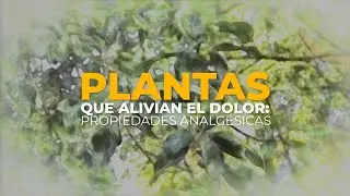 🌱 PLANTAS que ALIVIAN el dolor: propiedades analgésicas 🌱🫖🥺😩🤕