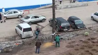 Спиливают лиственницу