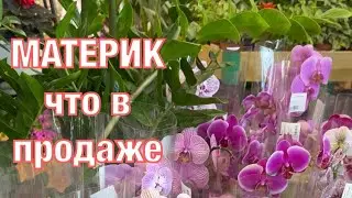 Обзор растений 🪴в Материке 🏠 (Минск)
