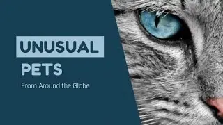 Best HD Animals Video
