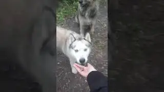 Похождения в лесу🐾🐾🌳☘🌿🌲🌱 In The Forest🌳🌲☘🌱