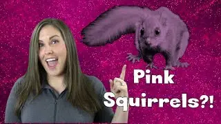 PINK SQUIRRELS?! - IT'S #TWISTEM!