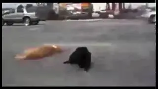 Dog braves traffic to stick by fatally struck pal - man stops & calls 911