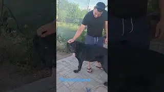 рекс#добрый##как😃котэ😄😍
