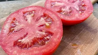 Супер-урожайный ранний томат🍅Ирина F1 | обзор Усадьба-Семена