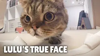 LuLu’s Hidden Second Nature! | Kittisaurus