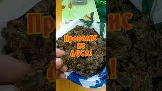 Прополис из леса!