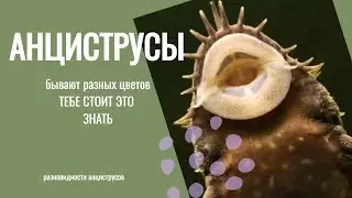 АНЦИСТРУСЫ бывают разных цветов - разновидности прилипал