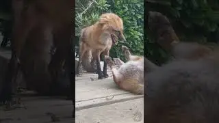 Как говорит лисичка