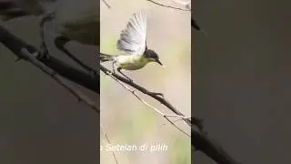 Sarang Burung REMETUK Laut #burung #kicaumania #birds #burungkicau