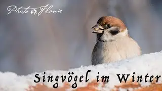 Singvögel im Winter fotografieren