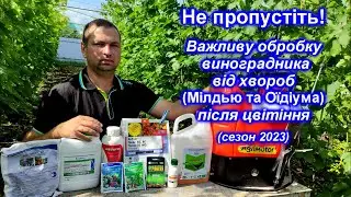 Обробка винограду після цвітіння 2023