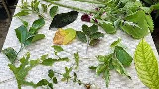 إلتواء وتآكل وتجعد آوراق النباتات والأشجار,, خاصة البراعم حديثة النمو 🍂🍁👈 الأسباب والعلاج