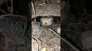 Одного ежёнка мамаша утащила в трубу(раньше была от арыка) ,двоих ежат помог принести к трубе#shorts