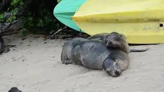 The Galápagos