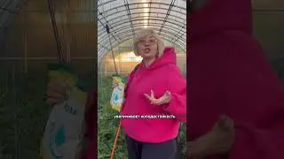 Очень важная подкормка, чтобы получить полностью завязанные кисти томатов 