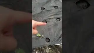 14.08.2024 Подготовка гряды под ремы  закончена