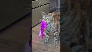 Kitty does not want to share toys #cat