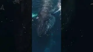 Can you believe we live alongside such gigantic creatures!? 