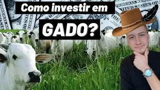 COMO INVESTIR EM GADO??? #gado