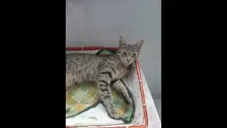 Kiki e Pallina si somigliano?😀😀😺😺