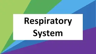 Year 8 Respiratory System