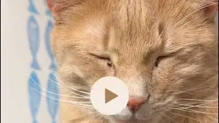 Oddly Satisfying Things (Cat Owner Version) 🤪🤣🤪🤣❤️❤️😻😻 #oddlysatisfying #funny #silly
