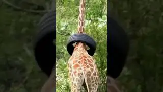 The giraffe is trapped! 😱