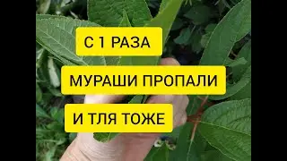 С 1 РАЗА МУРАШИ И ТЛЯ ИСЧЕЗЛИ #муравьи