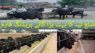 Cows Farm and Breeding Farm Amazing of layyah District // March 24, 2024