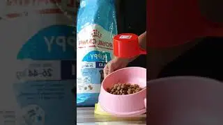 Homemade healthy dog food for my siberian huskies. Royal canin dog food 
