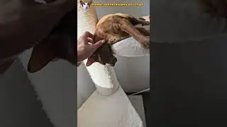 Последствия накрутки рыжего хвоста 😸 #shorts #cat #funny #comedy