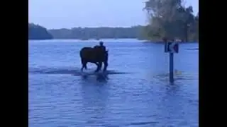 Десна вышла с берегов